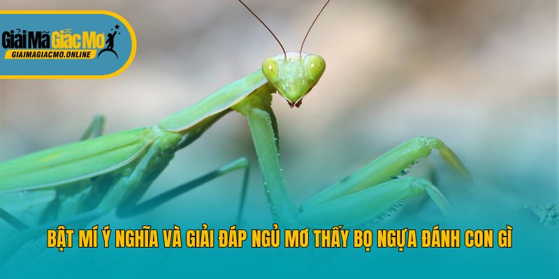 Bật mí ý nghĩa và giải đáp ngủ mơ thấy bọ ngựa đánh con gì