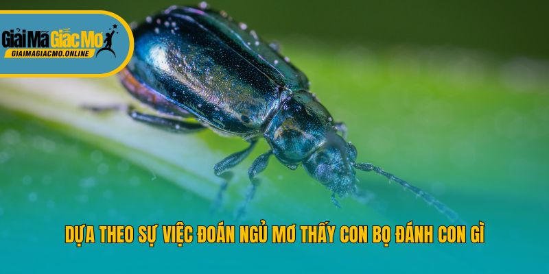 Dựa theo sự việc đoán ngủ mơ thấy con bọ đánh con gì