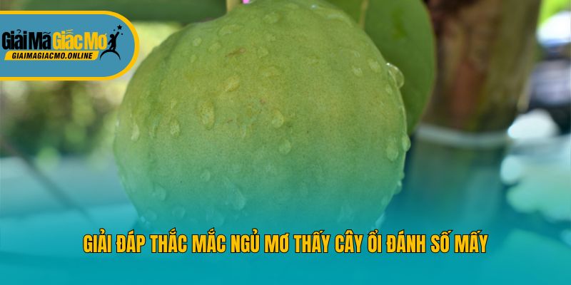 Giải đáp thắc mắc ngủ mơ thấy cây ổi đánh số mấy