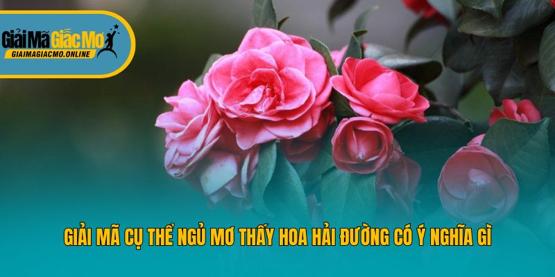 Giải mã cụ thể ngủ mơ thấy hoa hải đường có ý nghĩa gì