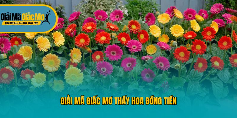 Giải mã giấc mơ thấy hoa đồng tiền