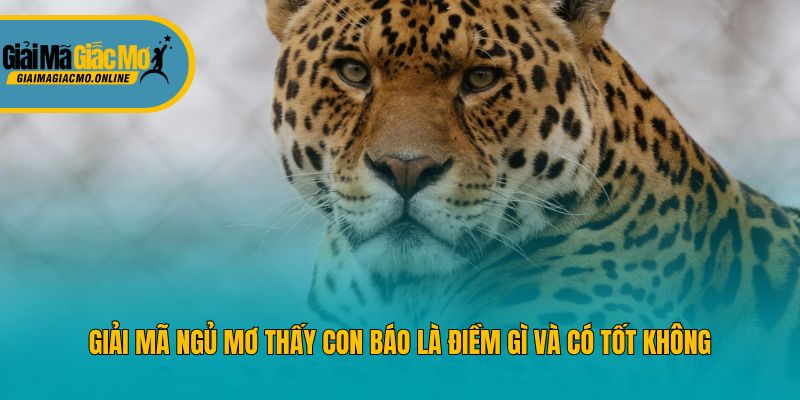 Giải mã ngủ mơ thấy con báo là điềm gì và có tốt không