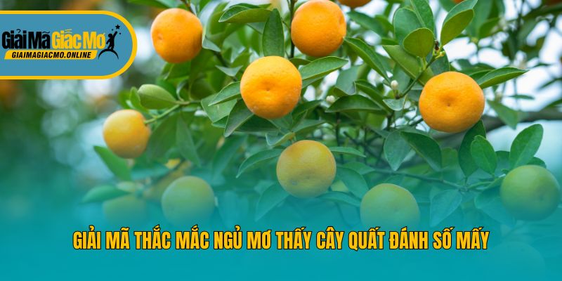 Giải mã thắc mắc ngủ mơ thấy cây quất đánh số mấy