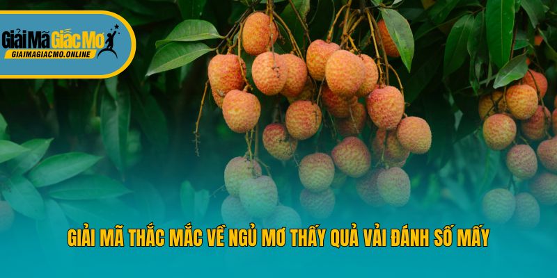 Giải mã thắc mắc về ngủ mơ thấy quả vải đánh số mấy