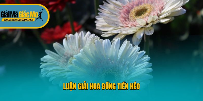 Luận giải hoa đồng tiền héo