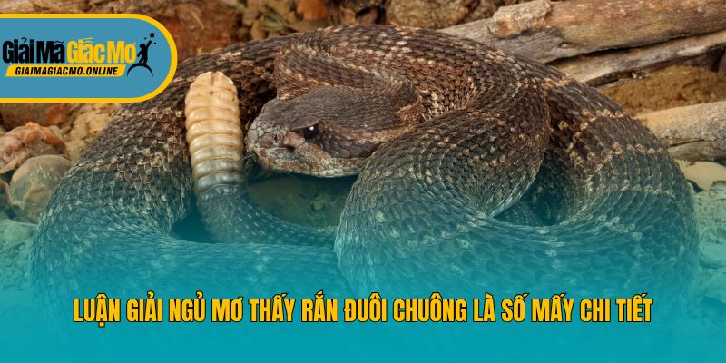 Luận giải ngủ mơ thấy rắn đuôi chuông là số mấy chi tiết