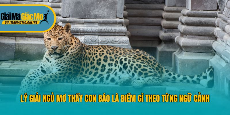 Lý giải ngủ mơ thấy con báo là điềm gì theo từng ngữ cảnh