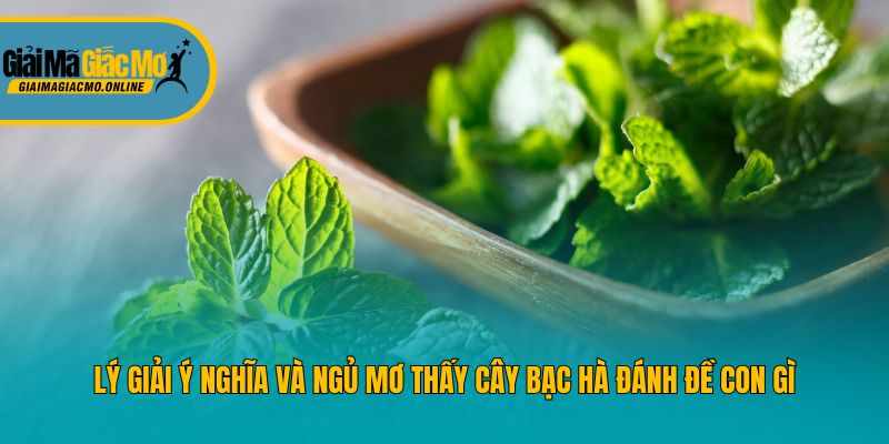 Lý giải ý nghĩa và ngủ mơ thấy cây bạc hà đánh đề con gì