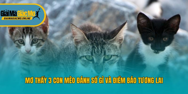 Mơ thấy 3 con mèo đánh số gì và điềm báo tương lai