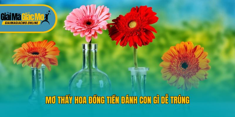 Mơ thấy hoa đồng tiền đánh con gì dễ trúng