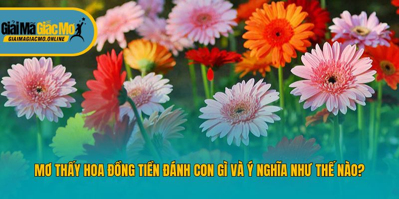 Mơ Thấy Hoa Đồng Tiền Đánh Con Gì Và Ý Nghĩa Như Thế Nào?