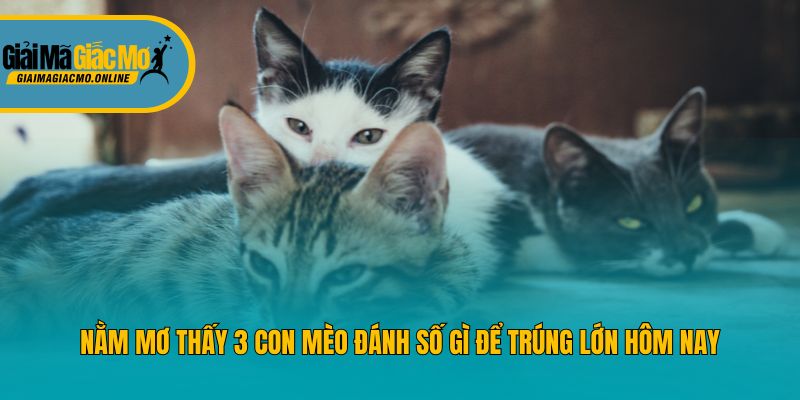 Nằm mơ thấy 3 con mèo đánh số gì để trúng lớn hôm nay