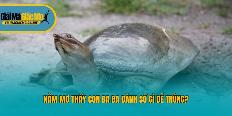 Nằm mơ thấy con ba ba đánh số gì dễ trúng?