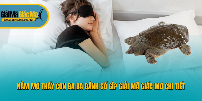 Nằm Mơ Thấy Con Ba Ba Đánh Số Gì? Giải Mã Giấc Mơ Chi Tiết