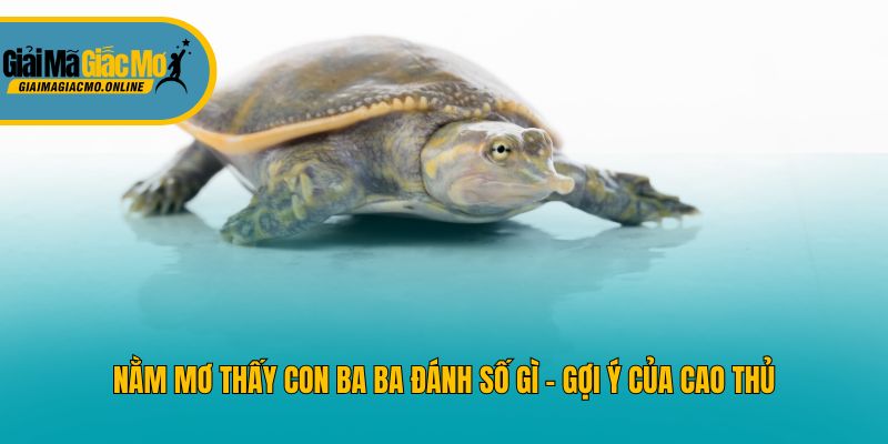 Nằm mơ thấy con ba ba đánh số gì - gợi ý của cao thủ