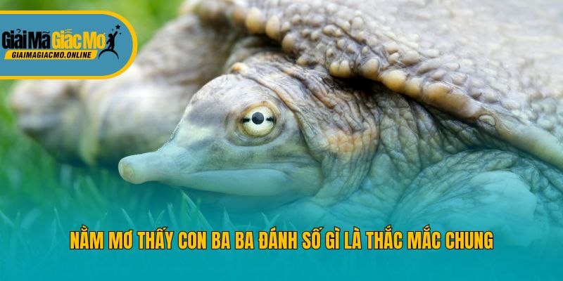 Nằm mơ thấy con ba ba đánh số gì là thắc mắc chung