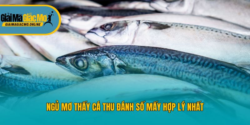 Ngủ mơ thấy cá thu đánh số mấy hợp lý nhất