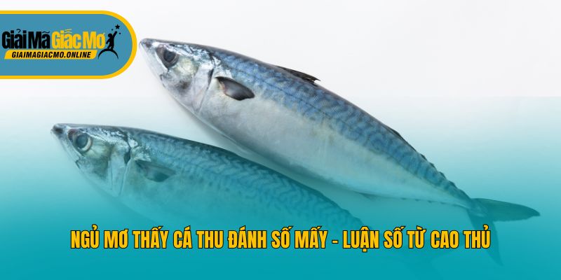 Ngủ Mơ Thấy Cá Thu Đánh Số Mấy - Luận Số Từ Cao Thủ