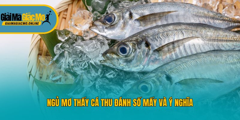 Ngủ mơ thấy cá thu đánh số mấy và ý nghĩa