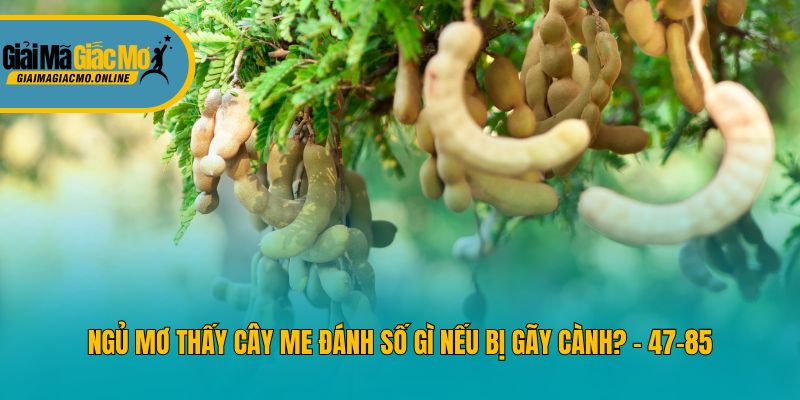 Ngủ mơ thấy cây me đánh số gì nếu bị gãy cành? - 47-85