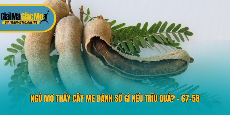 Ngủ mơ thấy cây me đánh số gì nếu trĩu quả? - 67-58