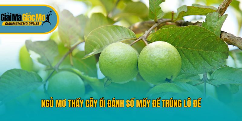 Ngủ mơ thấy cây ổi đánh số mấy để trúng lô đề