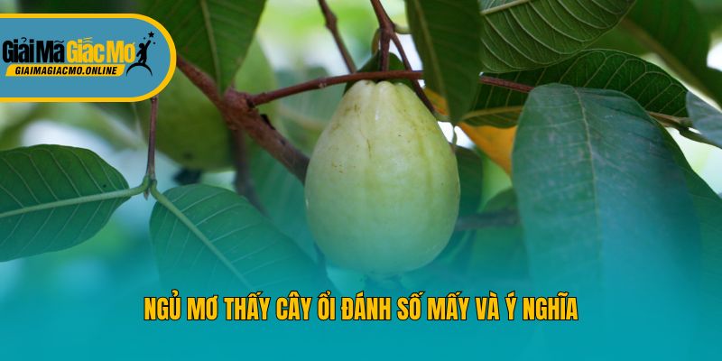 Ngủ mơ thấy cây ổi đánh số mấy và ý nghĩa