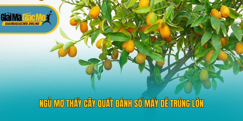 Ngủ mơ thấy cây quất đánh số mấy dễ trúng lớn