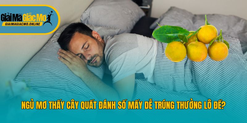 Ngủ Mơ Thấy Cây Quất Đánh Số Mấy Dễ Trúng Thưởng Lô Đề?