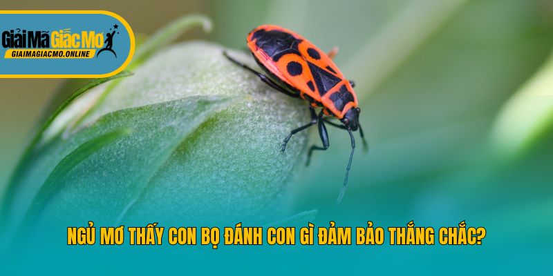 Ngủ mơ thấy con bọ đánh con gì đảm bảo thắng chắc?