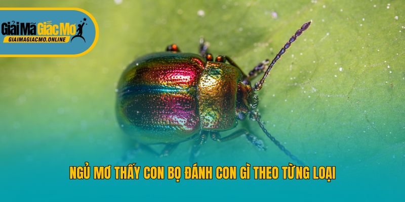 Ngủ mơ thấy con bọ đánh con gì theo từng loại
