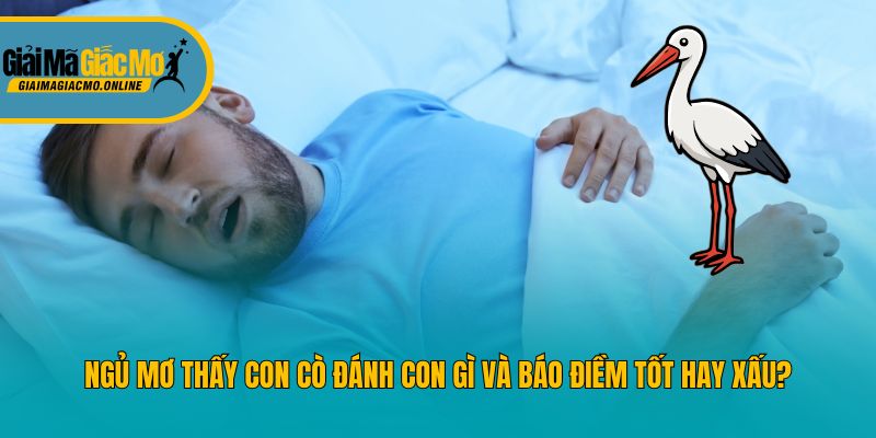 Ngủ Mơ Thấy Con Cò Đánh Con Gì Và Báo Điềm Tốt Hay Xấu?