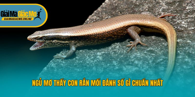 Ngủ mơ thấy con rắn mối đánh số gì chuẩn nhất