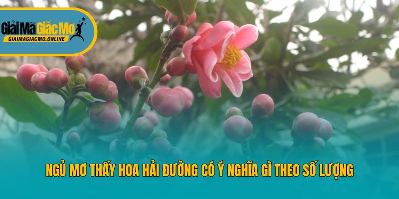 Ngủ mơ thấy hoa hải đường có ý nghĩa gì theo số lượng