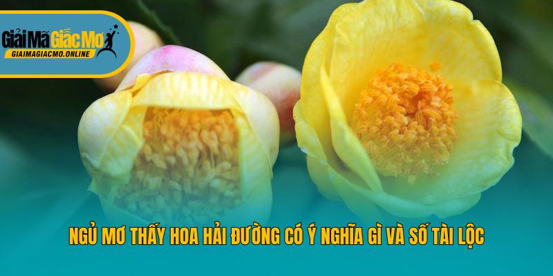 Ngủ mơ thấy hoa hải đường có ý nghĩa gì và số tài lộc