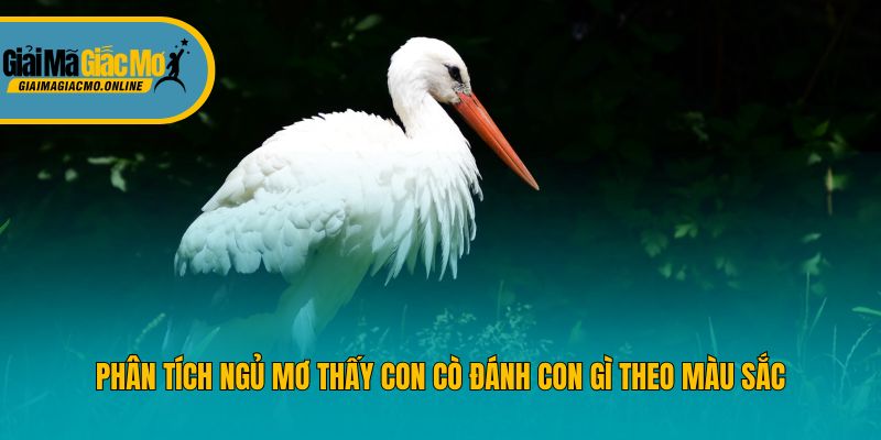 Phân tích ngủ mơ thấy con cò đánh con gì theo màu sắc