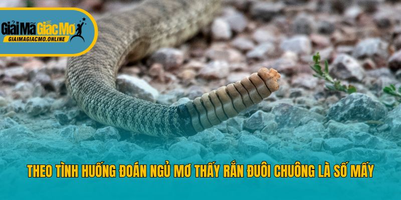 Theo tình huống đoán ngủ mơ thấy rắn đuôi chuông là số mấy