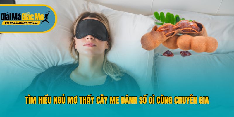Tìm Hiểu Ngủ Mơ Thấy Cây Me Đánh Số Gì Cùng Chuyên Gia