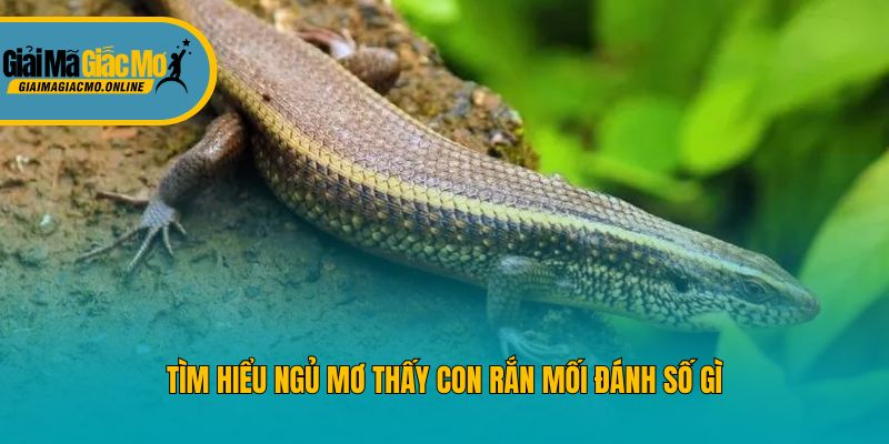 Tìm hiểu ngủ mơ thấy con rắn mối đánh số gì