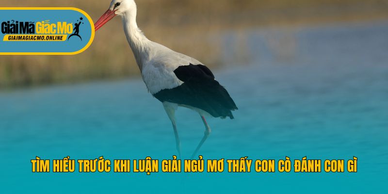 Tìm hiểu trước khi luận giải ngủ mơ thấy con cò đánh con gì