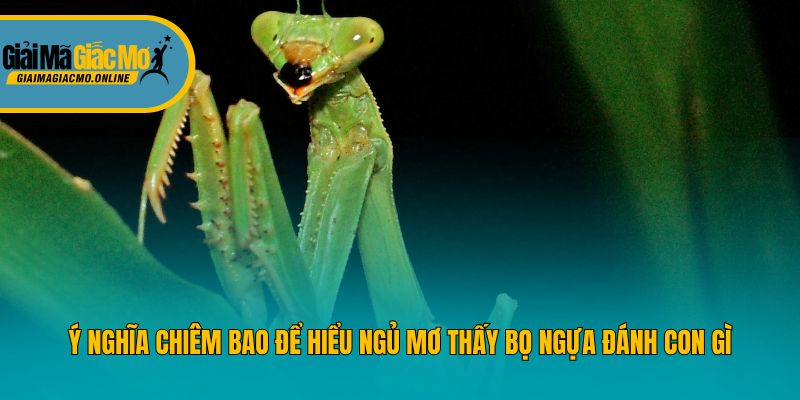 Ý nghĩa chiêm bao để hiểu ngủ mơ thấy bọ ngựa đánh con gì