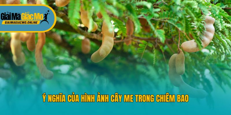 Ý nghĩa của hình ảnh cây me trong chiêm bao