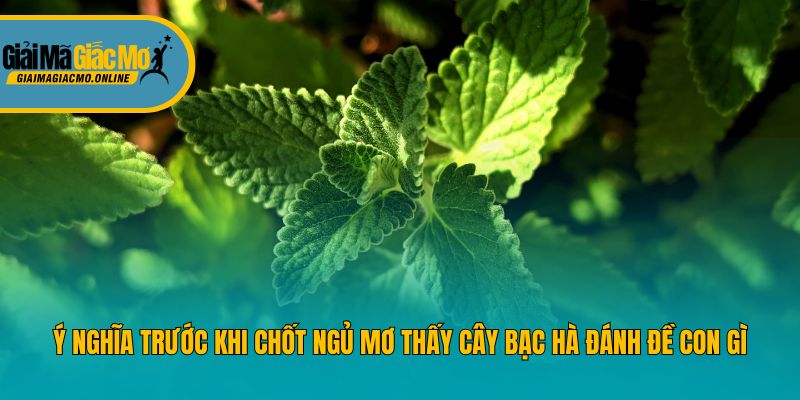 Ý nghĩa trước khi chốt ngủ mơ thấy cây bạc hà đánh đề con gì