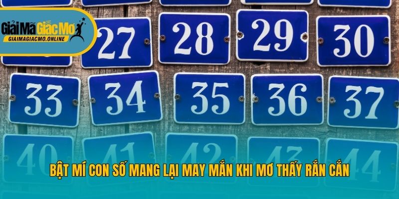 Bật mí con số mang lại may mắn khi mơ thấy rắn cắn