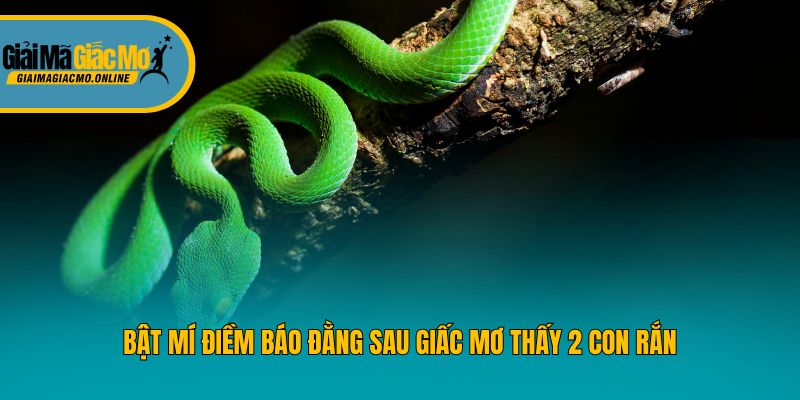 Bật mí điềm báo đằng sau giấc mơ thấy 2 con rắn