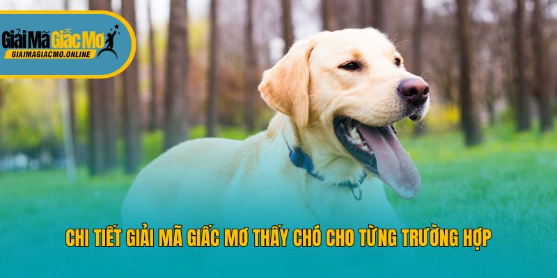 Chi tiết giải mã giấc mơ thấy chó cho từng trường hợp