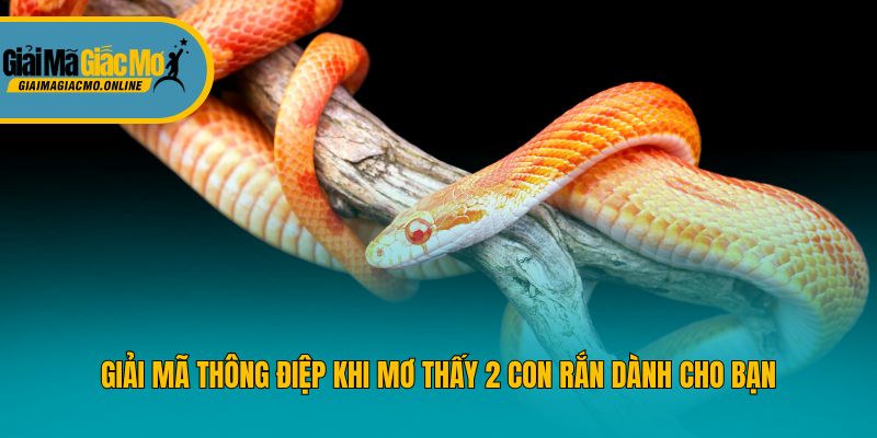 Giải mã thông điệp khi mơ thấy 2 con rắn dành cho bạn