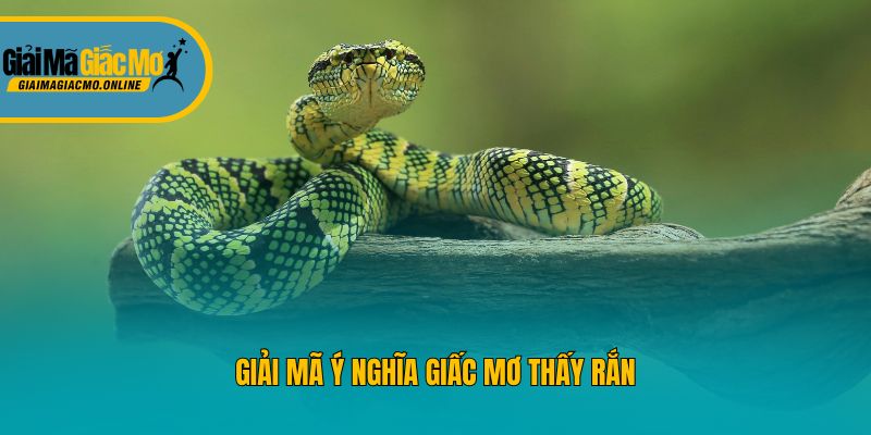 Giải mã ý nghĩa giấc mơ thấy rắn