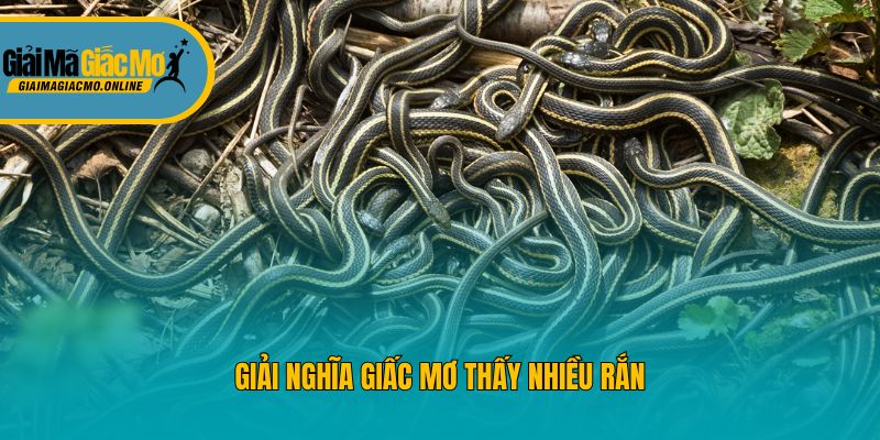 Giải nghĩa giấc mơ thấy nhiều rắn