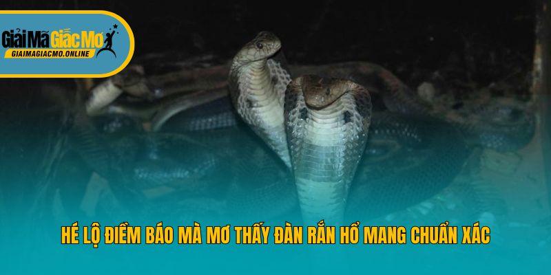 Hé lộ điềm báo mà mơ thấy đàn rắn hổ mang chuẩn xác